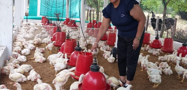 La Cancillería entregó galpones de engorde con capacidad para 500 pollos, para fortalecer la capacidad productiva de familias vulnerables del municipio de El Molino, en La Guajira 