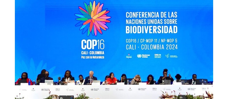 Así avanzan las negociaciones en la recta final de la COP16